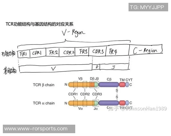 深入分析杭州排球队防反战术的关键策略与实战应用